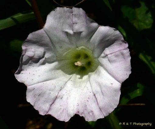 {Calystegia silvatica}